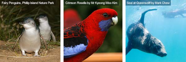 Fairy penguins, crimson rosella and a seal, Victoria. Photos from Victoria Tourist Board