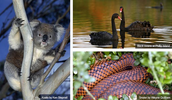 Koala, swans and snake, Victoria. Photos from Victoria Tourist Board