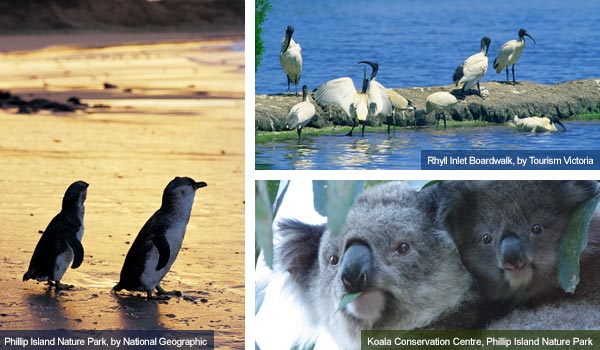 Penguins, wader birds and koalas, Victoria. Photos from Victoria Tourist Board