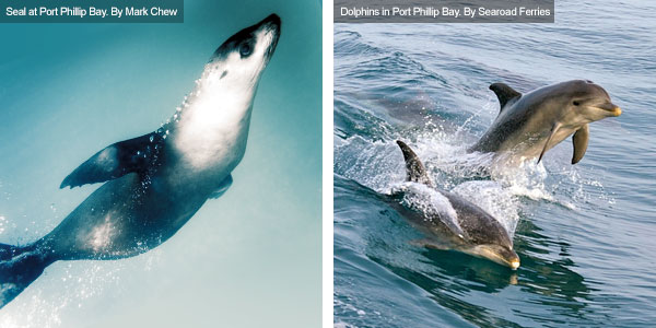 Seal and dolphins at Port Phillip Bay, Victoria. Photos from Victoria Tourist Board