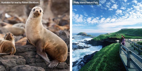 Australian fur seal and Seal Rocks, Victoria. Photos by Victoria Tourist Board