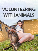 Volunteering with animals holidays