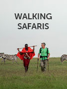 Walking safari