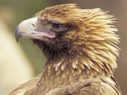 Wedge Tail Eagle, South Australia. Photo by South Australia Tourist Board