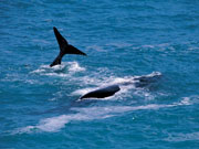 Whales tails, South Australia. Photo by South Australia Tourist Board