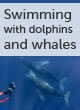 Swimming with whales & dolphins guide