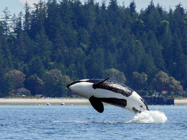 Orca in the wild. Credit: Menno Schaefer