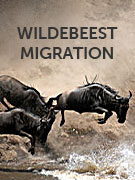 Wildebeest migration holidays Wildebeest migration holidays
