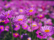 Pink everlastings wildflowers in Kings Park. Photo by Tourism Western Australia