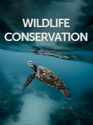 Wildlife conservation holidays