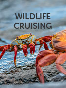 Wildlife cruising holidays Wildlife cruising holidays