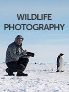 Wildlife photography holidays Wildlife photography holidays