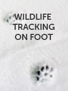 Wildlife tracking on foot holidays