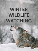 Winter wildlife watching holidays