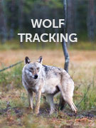 Wolf tracking holidays