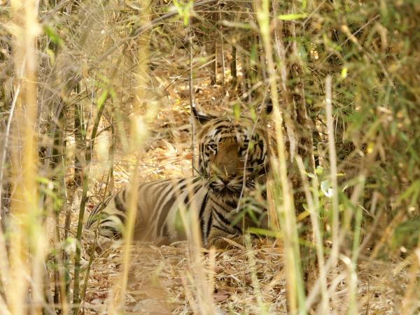 West-central India wildlife holiday
