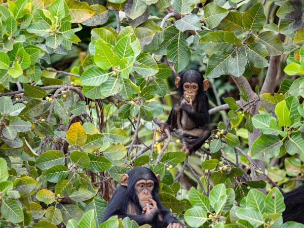 Gambia small group tour