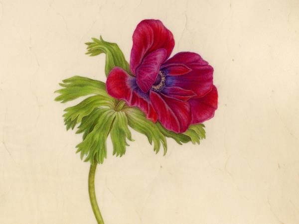 Greek painting holiday, botanical painting course
