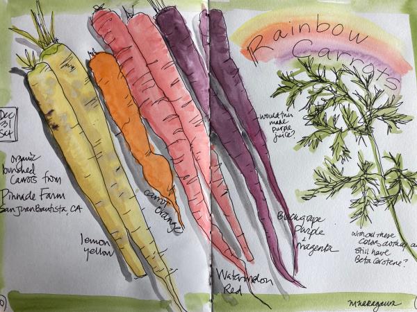 Nature journaling holiday in Greece 