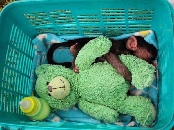 Family volunteering with monkeys in South Africa