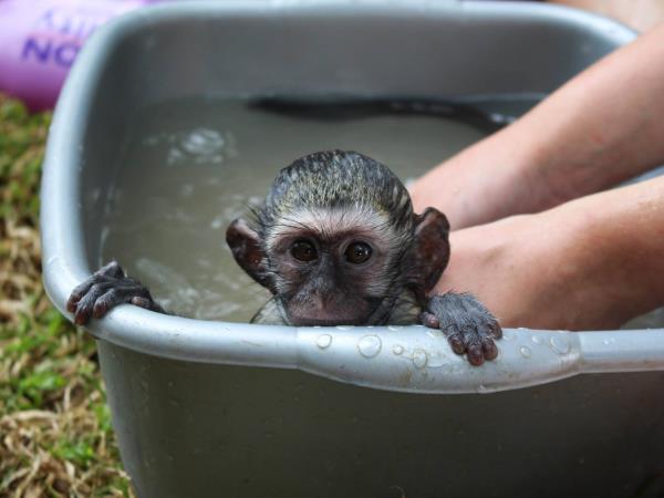 Family volunteering with monkeys in South Africa