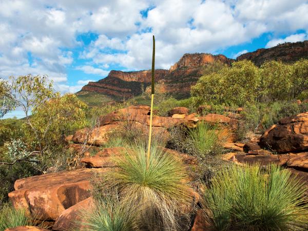 Eyre Peninsula & Flinders Ranges eco tour in South Australia