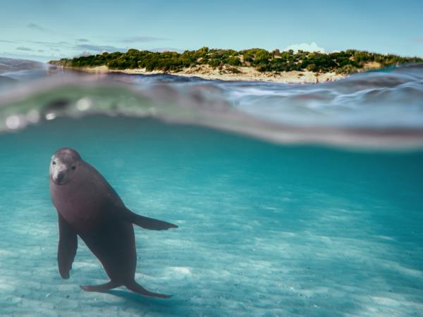 Eyre Peninsula & Flinders Ranges eco tour in South Australia