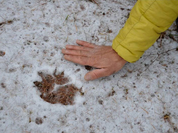 Alpine Wolf tracking holiday, France