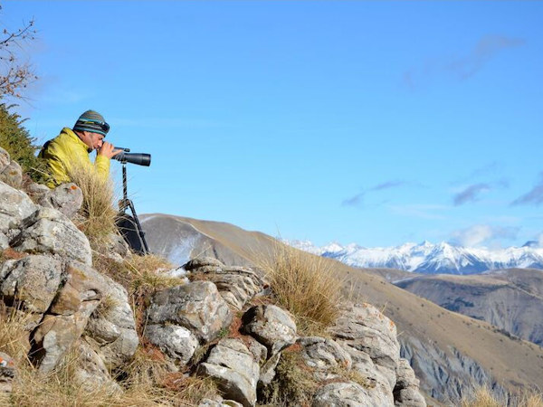 Alpine Wolf tracking holiday, France