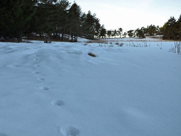 Alpine Wolf tracking holiday, France