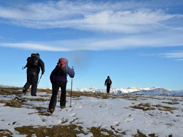 Alpine Wolf tracking holiday, France