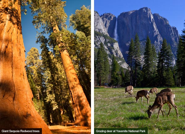 Giant Sequoias and Yosemite National Park